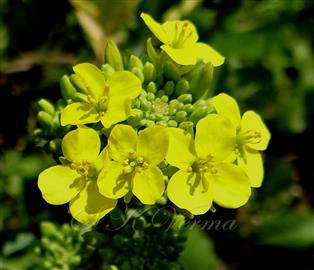  Infloresceence and Flowers